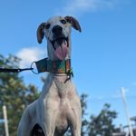 Alvin - @alvin.elgalgo - Instagram