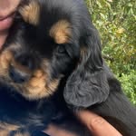 Alvin • High Hopes Taste of Gooseberry • - @cockerspanielalvin - Instagram