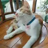 Omen 😸 - @daffalvinkosthomestay - TikTok