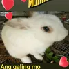 ALVIN LAGONERO - @alvinhobbies - TikTok