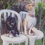 Alvin|London|Paopao|Shelby - @alvinandshelby - Instagram