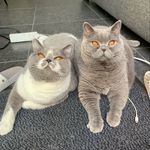 ALVIN & NELSON 😽 - @alvin_nelson_british - Instagram