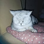 Alvin Olson - @organiccat78019479 - Instagram