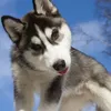 alvina_perez - @alvina_perez - TikTok