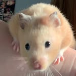 alvin the g - @alvin_hamster_swanson - Instagram