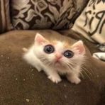 Alvin Yang - Facebook