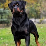 Alwin daniel - @alwin64204 - Instagram