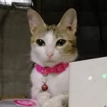 Alwyn Lim - @alwyn.lim.52 - Instagram