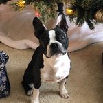 Aly Bates 🐶 - @thebtaly - Instagram
