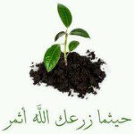 Ali Ahmed - @alyhamdy - Instagram