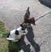 Alyce Cook - Facebook