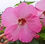 Alyce Rose - Facebook