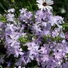 Alicia Parker - @theplantmom - TikTok