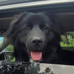 Alyssa Grimm - @harrison_the_dog3 - Instagram