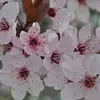 Alyse Moore162 - @amore1923 - TikTok
