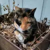 Alyssa Boyd - @alyssa.boyd5 - TikTok