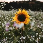 💛Alyssa.dawson💛 - @_alyssa_dawson_ - Instagram