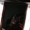 daniellealyshadean - @ddyissues.d - TikTok