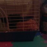 henry is my guinea pig - @alysha_and_henry - Instagram