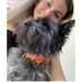 Alysha Webber - Facebook