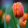 Alysia Anderson345 - @allycatanderson - TikTok