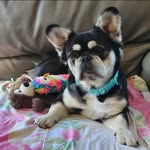 Alysia Barg - @reign_of_fire_frenchies - Instagram