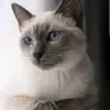 Alysia Harris - @alysia.harris - TikTok