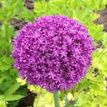 Alison Buchanan - @mint.and.marjoram - Instagram
