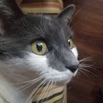 Alyson conner - @animegirl_772 - Instagram