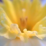 Alison Foster - @alisonfosterphotography - Instagram