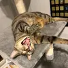 Hi - @alysonglick - TikTok