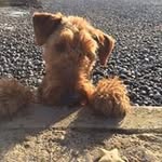 Alison Harrison - @alisonharrison2304 - Instagram