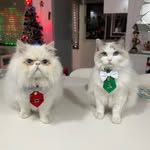 Pistacho y Alyson Herrera - @pistachoyalyson - Instagram