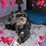 Allison Meadows Burkman - @unknown_exotic44 - Instagram