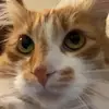 Alyson - @alyson_mcmurray66 - TikTok