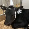 Alyson - @murrayalyson - TikTok