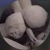 alysonschultz09 - @alysonschultz09 - TikTok