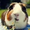 Alyson Scott - @alyson.scott4 - TikTok