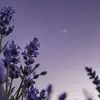 alyssabain862 - @alyssabain862 - TikTok