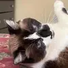 Alyssa Bauman - @alyssa.bauman1 - TikTok