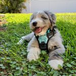 Alyssa Benson - @southwestfloridadoodles - Instagram