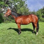 Alyssa Boles - @saskhorsegirl1027 - Instagram