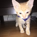 Alyssa_bradley_panthers - @alyssa_bradley_panthers - Instagram