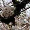 Alissa Bybee - @alissa.bybee - TikTok