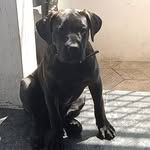 Alyssa-Cane Corso - @alyssa_the_canecorso - Instagram