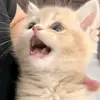 Content only - @alyssacanete - TikTok