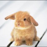 Alyssa Coates - @the_cute_baby_animal_lover - Instagram