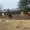 Lyss - @alyssa.cody1 - TikTok