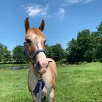Alyssa DeCaro - @bambino_the_roan - Instagram
