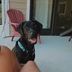 Alyssa Dent - @moose_adventuresblack_lab - Instagram